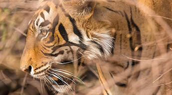 Luxury Golden Triangle Tour with Ranthambore